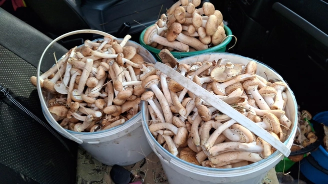 Тоже «улов» с Аргазей, но от другого грибника | Источник: Наталья Борисенко / Грибы Челябинской области