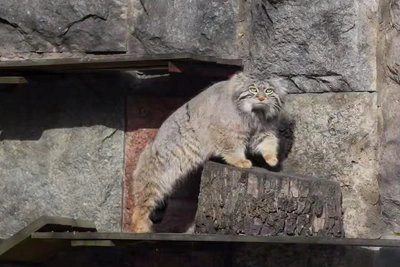 Манул Тимофей начал весеннее снижение веса