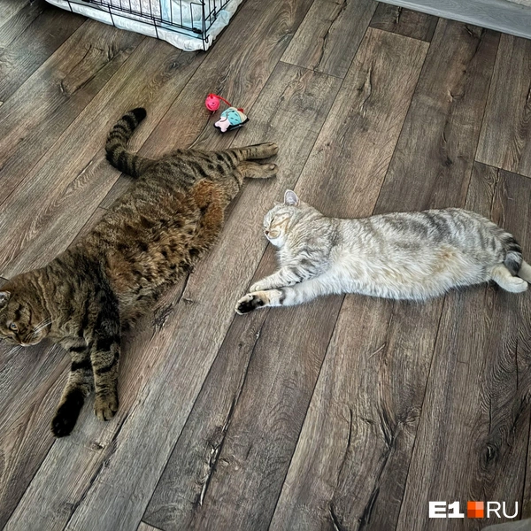 Они явно представлют прыжки в воду! | Источник: elenyshka_star