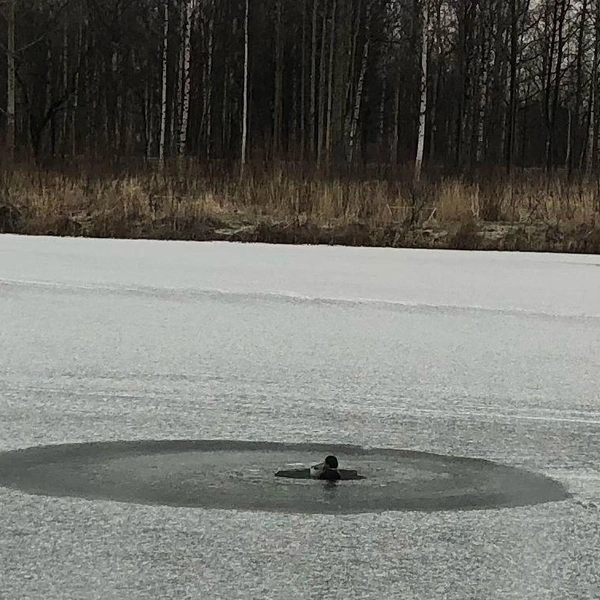 Источник: Кошкиспас / Телеграм