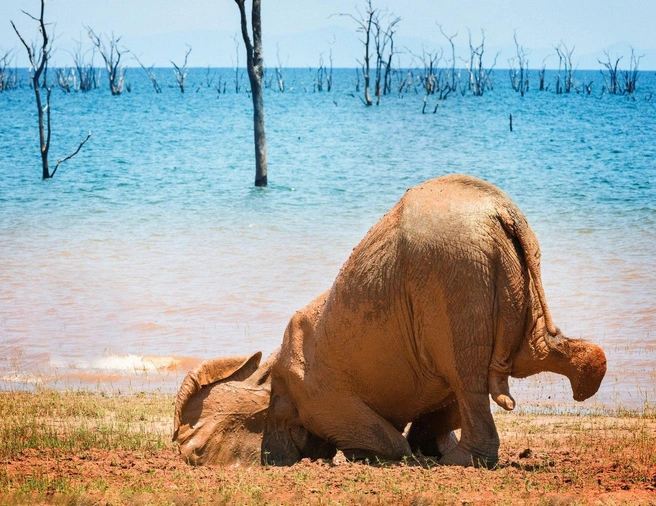 Гибкость 100/100 | Источник: Vicki Jauron / Comedy Wildlife Photography Awards