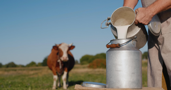 Почему у коровы молоко выделяется постоянно?