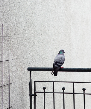 Как выгнать голубей с балкона мирным путем
