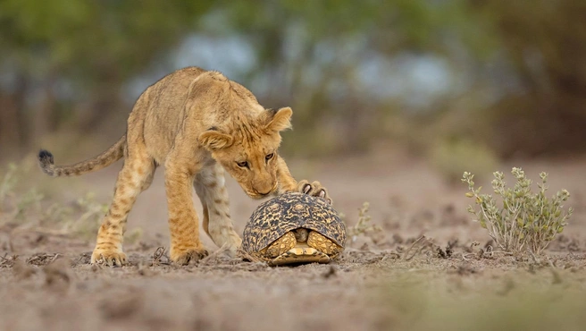 Источник: Jens Cullmann / GDT Nature Photographer of the Year