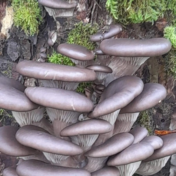 Богаты на вешенки леса Красногорского района | Источник: Алексей Попов / Грибы в Подмосковье 2025 / VK.com