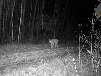 Источник: Охотхозяйство Чугунаевское