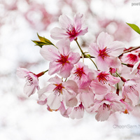 Аватарка Kira