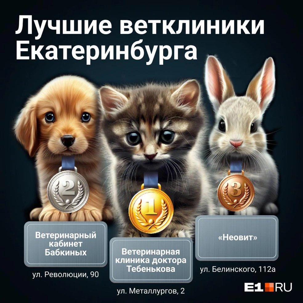 Какие ветеринарные клиники есть в Екатеринбурге: куда отвезти кошку или  собаку, если стало плохо: адреса ветклиник Екатеринбурга - 21 августа 2023  - Е1.ру