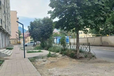 Минприроды Дагестана выявило нарушения с деревьями в Махачкале