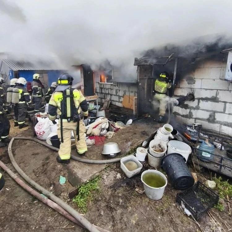 200 чихуахуа погибли при пожаре в Нижнем Новгороде — жуткие кадры