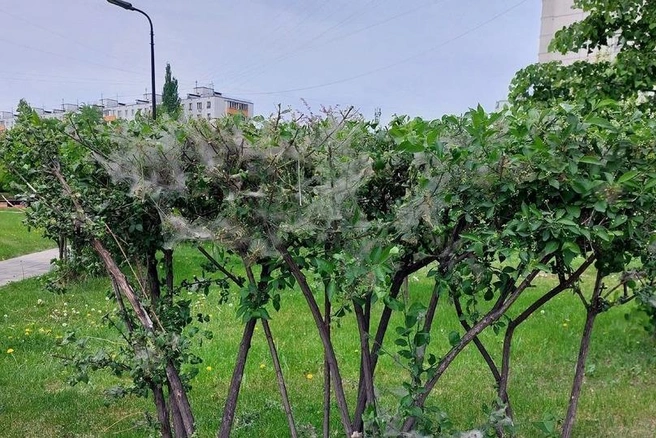 Гусеницы обглодали кусты на улице Полбина в Печатниках | Источник: «Текстильщики Печатники Южнопортовый» / T.me