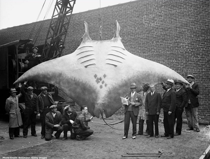 Гигантская рыба манта, выловленная в 1933 году