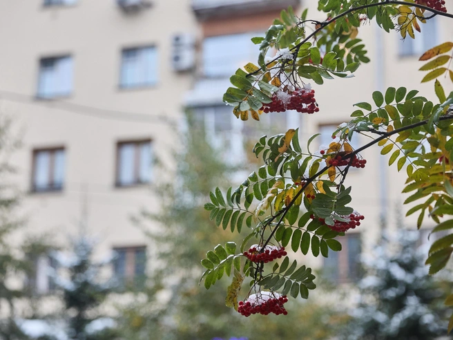 Новосибирск может оказаться под снежным покровом | Источник: Александр Ощепков / NGS.RU