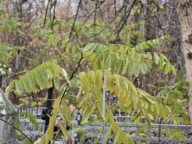 Природа на кладбище | Источник: Семен Коротов-Майбах / 164.RU