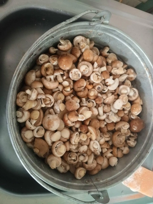 «Маслятки-пуплятки, что покрупнее — уже червивые. Ведёрко собрала почти за три часа. Народу в лесу много. М. Малышевка», — так подписала фото автор | Источник: Лучшие ГРИБНИКИ Самарской и Ульяновской области / Vk.com 