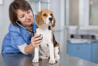 В Забайкалье учредили звания заслуженных ветврача и ветфельдшера