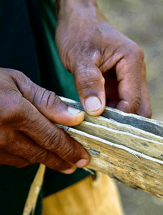 Крутые стволы: как баобабы стали символом Мадагаскара