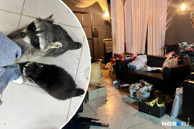 В заведении — бардак и разруха, в этой атмосфере живут животные | Источник: Настасья Медведева / NGS.RU