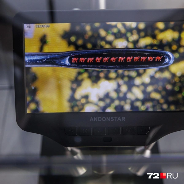 12 верблюдов в игольном ушке | Источник: Ирина Шарова / 72.RU