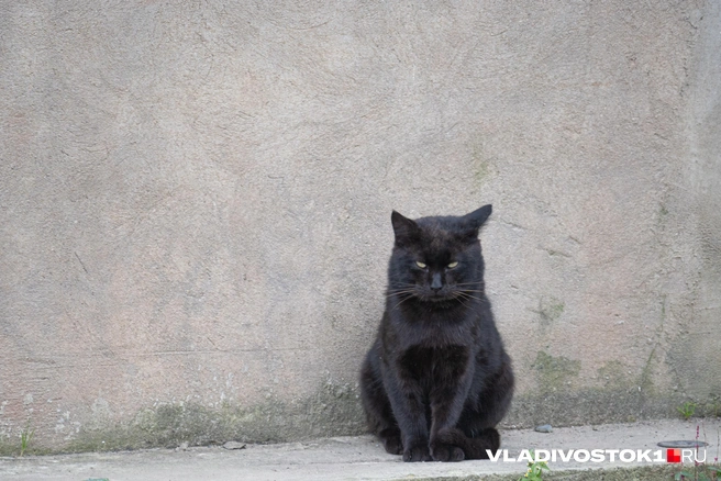 Источник: Елена Буйвол / VLADIVOSTOK1.RU