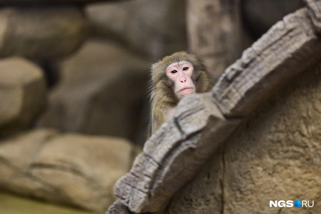 В вольере живут две макаки  | Источник: Александр Ощепков / NGS.RU