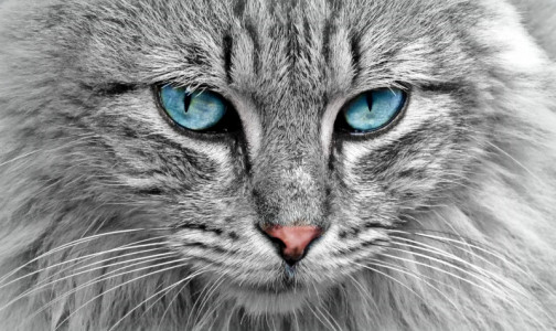 В России начались испытания вакцины для профилактики аллергии на кошек