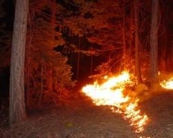 В Красноярском крае потушили 28 лесных пожаров | ngs24.ru