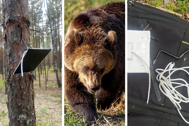 Медведь разгромил фотоловушку в лесу | Источник: Руслан Шамсутдинов / Telegram, Владислав Лоншаков / E1.RU