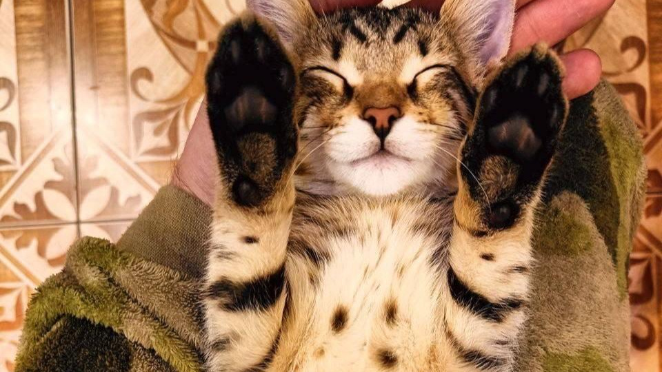 Новосибирцы показали своих любимых котов и кошек «за 0 рублей» — фото пушистиков