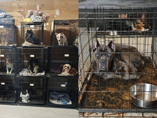 В подмосковном Чехове создательницы зоогостиницы DogTown брали деньги за «профессиональную передержку», а на самом деле издевались над животными | Источник: MONA / Telegram