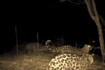 Игра леопардов на видео: отслежена генеалогия