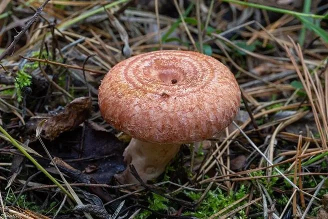Волнушка плодоносит до конца сентября | Источник: Mycology.su 