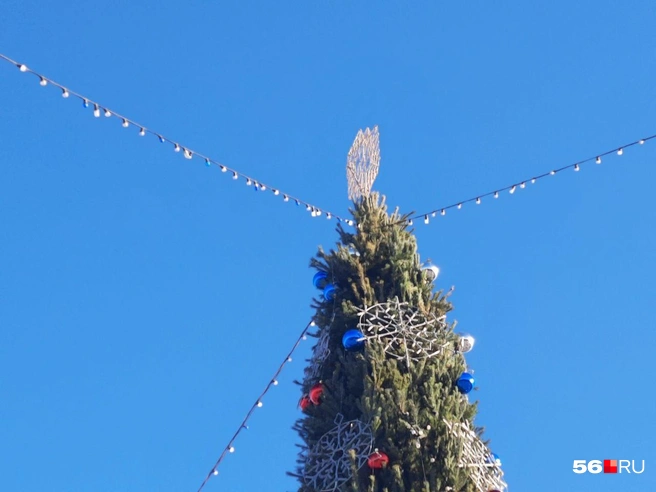 Верхушка дерева | Источник: Анастасия Баринова / 56.RU