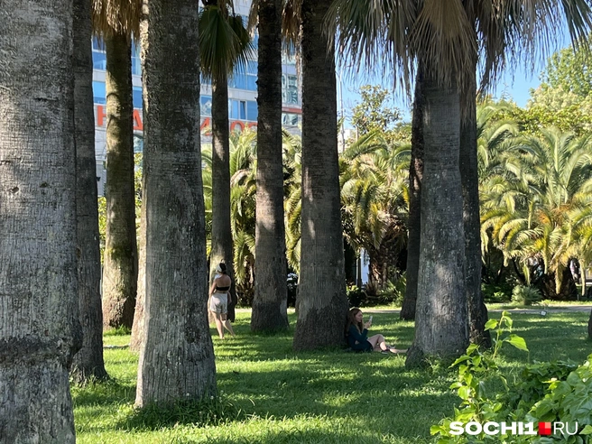 В этом году Сочи необычно тихий | Источник: Анна Грицевич / SOCHI1.RU