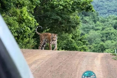 Худощавый тигр замечен у Большого Камня, специалисты молчат