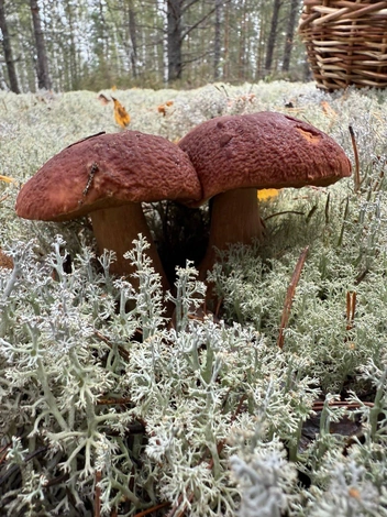 Источник: Евгений Люлин / t.me