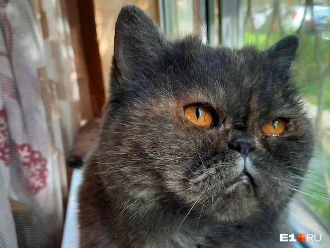 Кличка Плюшка идеально подходит этой кошке | Источник: Елена Черепанова