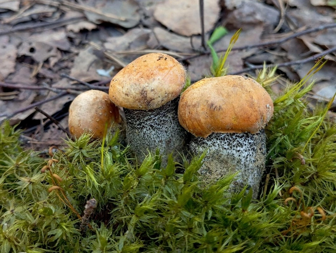 В лесах Ленобласти появились подосиновики и лисички | Источник: Станислав Кривошеев / Грибы и Грибники СПб