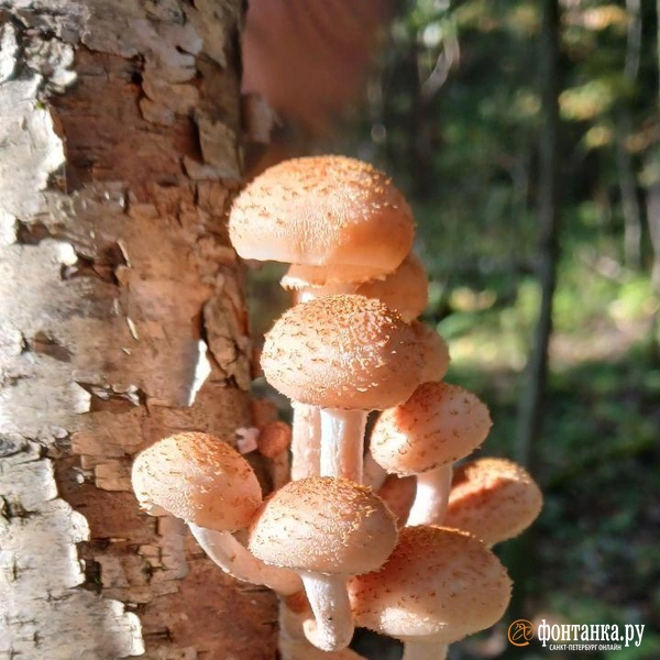 Источник: читатель «Фонтанки»