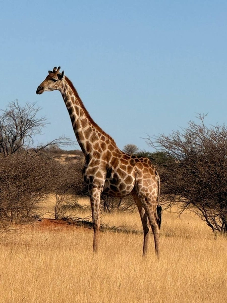 Увидеть жирафа без клетки — мечта многих россиян | Источник: Лена Михеева / Vk.com