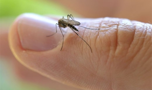 В петербургской больнице им. Семашко комары мешают пациентам лечиться