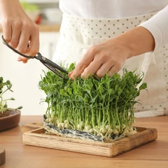 Как выращивать микрозелень в домашних условиях: инструкция