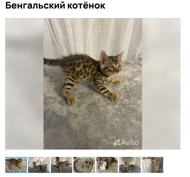 Скачки начинаются | Источник: Avito.ru