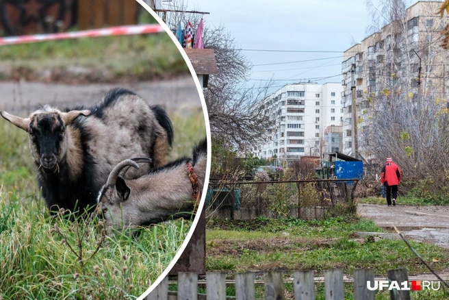 Козы вписались, как родные | Источник: Булат Салихов / UFA1.RU