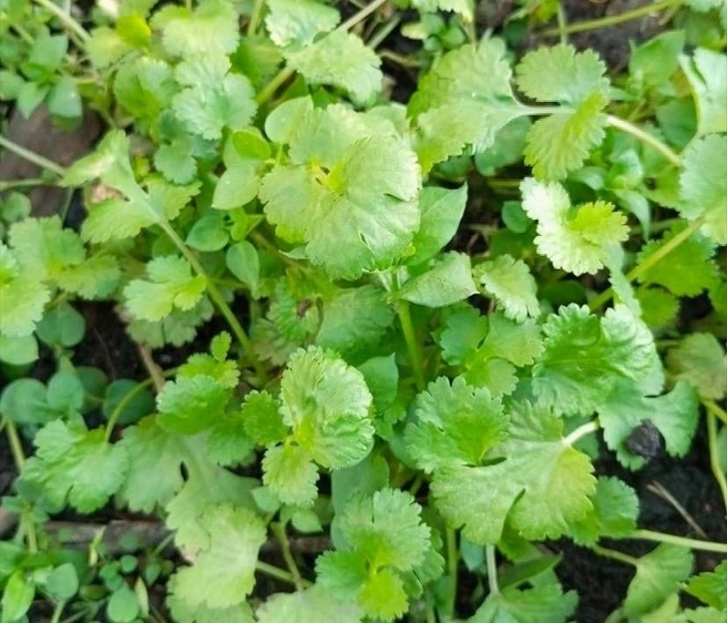 Зелень в это время жители уже обычно покупают, а тут выросла своя | Источник: Наталья Канивец / sadferm_mgn / VK.com