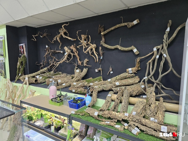 Помимо террариумов, здесь продается дерево для их обустройства | Источник: Семен Коротов-Майбах / 164.RU
