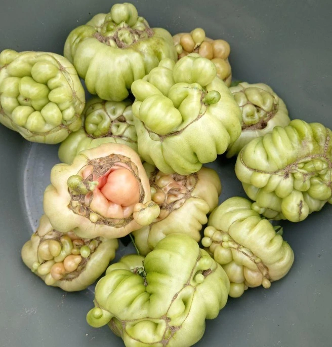 Такой вот забавный урожай вырос. Что скажете? | Источник: читатель 72.RU