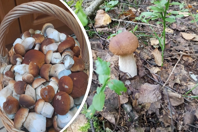 В ярославских лесах пошли белые | Источник: Грибы Ярославской области / Vk.com