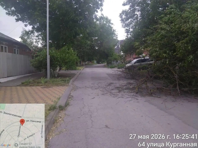 Дерево повалило на проезжую часть | Источник: Юлия Мищук / Telegram.org