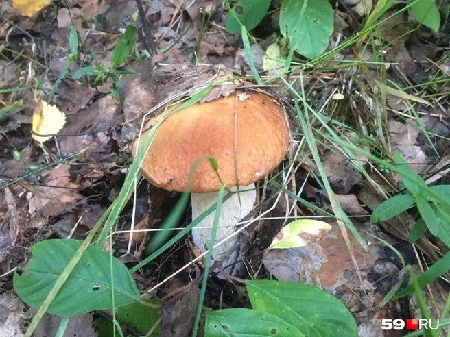 В лесах уже появились подосиновики | Источник: Екатерина Вохмянина / 59.RU
